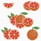 Grapefruit. Citrus fruit with leaf - whole, half, slice. Vector.