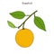 Grapefruit Citrus paradisi , subtropical citrus tree