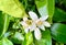 grapefruit flower grapefruit tree camera zooms in behind the leaves and sees many grapefruit fruits