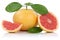 Grapefruit fruit grapefruits slice slices with leaves isolated o