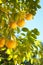 Grapefruit Growing Organic in Southern California Back Yard in Winter Time with Sunny Day, Blue Sky Background with room or space