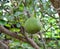 Grapefruit - Pomelo fruit