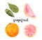 Grapefruit, slice watercolor set