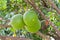 Grapefruit on tree