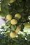 Grapefruit tree