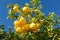 Grapefruit Tree with Clusters of Grapefruits