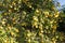 Grapefruit Tree with Clusters of Grapefruits