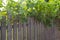 Grapes along a wooden fence