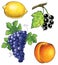 grapes apricot lemon black currant wine vine