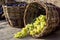 Grapes autumn harvest. Wicker basket with freshly harvested white grapes on burlap background.