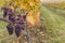 Grapes in autumn vineyard, Southern Moravia, Czech Republic