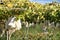 Grapes bagged in spanish vineyards under blue sky.