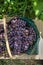 Grapes in a basket on a table in a vineyard, top view