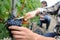 Grapes being cut from row