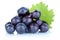 Grapes blue fresh fruits fruit