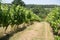 Grapes-Bordeaux Wineyard at Sunset