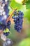 Grapes on a branch, grapevine, variety primitiv, Apulia, Italy