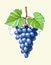 Grapes. Bunch of Berrys in engraving style.