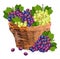 Grapes bunch watercolor basket Vector illustration. Red and green grapes in a wooden basket. Fall season templates