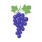 Grapes clipart cartoon with vine and leaves. Purple grapevine.