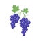 Grapes clipart cartoon with vine and leaves. Purple grapevine.