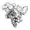 Grapes cluster with leaves. Ink style black and white drawing