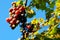 Grapes cluster over blue sky