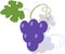 Grapes color stylized illustration in flat style.