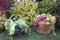 Grapes dark light and yellow pears in wicker baskets on a background of green bushes and grass. Food, fruits, agriculture