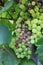 Grapes disease. Gray rot on the grape. Berries are infected with mold. Spoiled bunch hanging on a vine. Botrytis cinerea