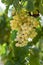 Grapes field, vineyard - Turkey Izmir Buca vineyard
