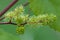 Grapes, flowering vine, green flowers of grape