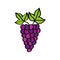 Grapes fresh fruit drawing icon