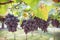 Grapes fruit in farm viticulture