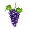 Grapes fruit Vector illustration hand drawn