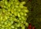 grapes fruits background stock