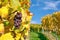 Grapes Fruits Closeup Vineyard Fall Leaves Autumn Farming Agriculture Wine Plants Outdoors Daytime