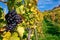 Grapes Fruits Closeup Vineyard Fall Leaves Autumn Farming Agriculture Wine Plants Outdoors Daytime