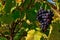 Grapes Fruits Closeup Vineyard Fall Leaves Autumn Farming Agriculture Wine Plants Outdoors Daytime