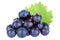 Grapes fruits grape fruit blue isolated on white