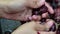 Grapes fruits home wine processing thorough crushing of fruit with young female bare hands.