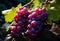 Grapes Galore on Rocky Terrain. A bunch of grapes sitting on top of a rock