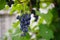 Grapes in the garden