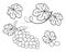 Grapes and grape leaves, a set of line drawings. Sketch vector