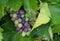 Grapes and grapevine growing in wineyard among green leafs.