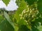 Grapes growing on the branch of a vine surrounded by large green leaves of the Vitis vinifera plant