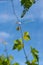 Grapes growing in a glasshouse. Greenhouse full of vine