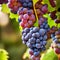 Grapes growing on the vine