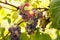 Grapes Growing on Vine in Vineyard