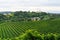 Grapes growing in vineyards